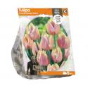 Baltus Tulipa Triumph Mango Charm tulpen bloembollen per 5 stuks